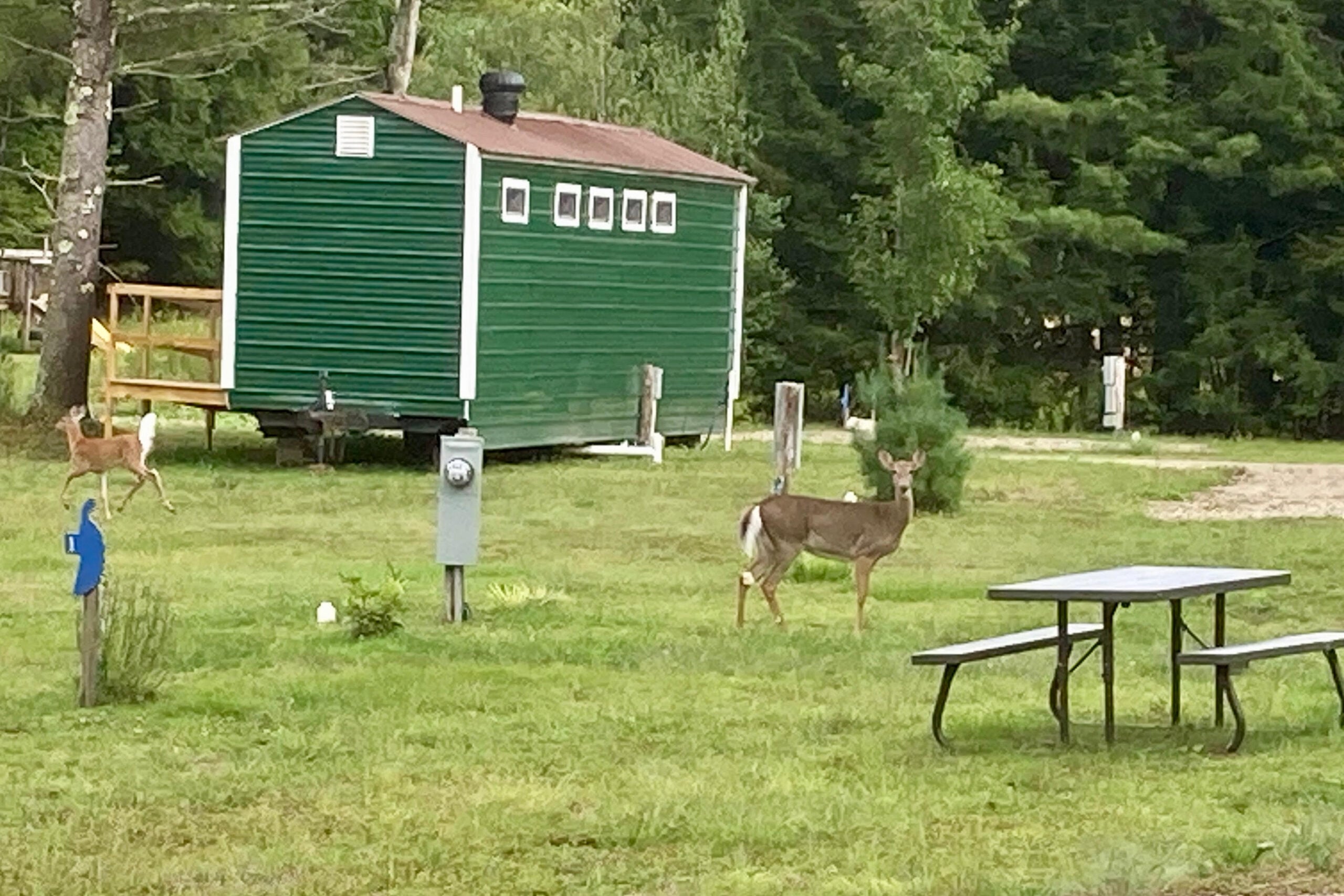 Two deer stand on grass near a picnic table and a green cabin in a wooded area, with trees and an electrical box visible in the background.